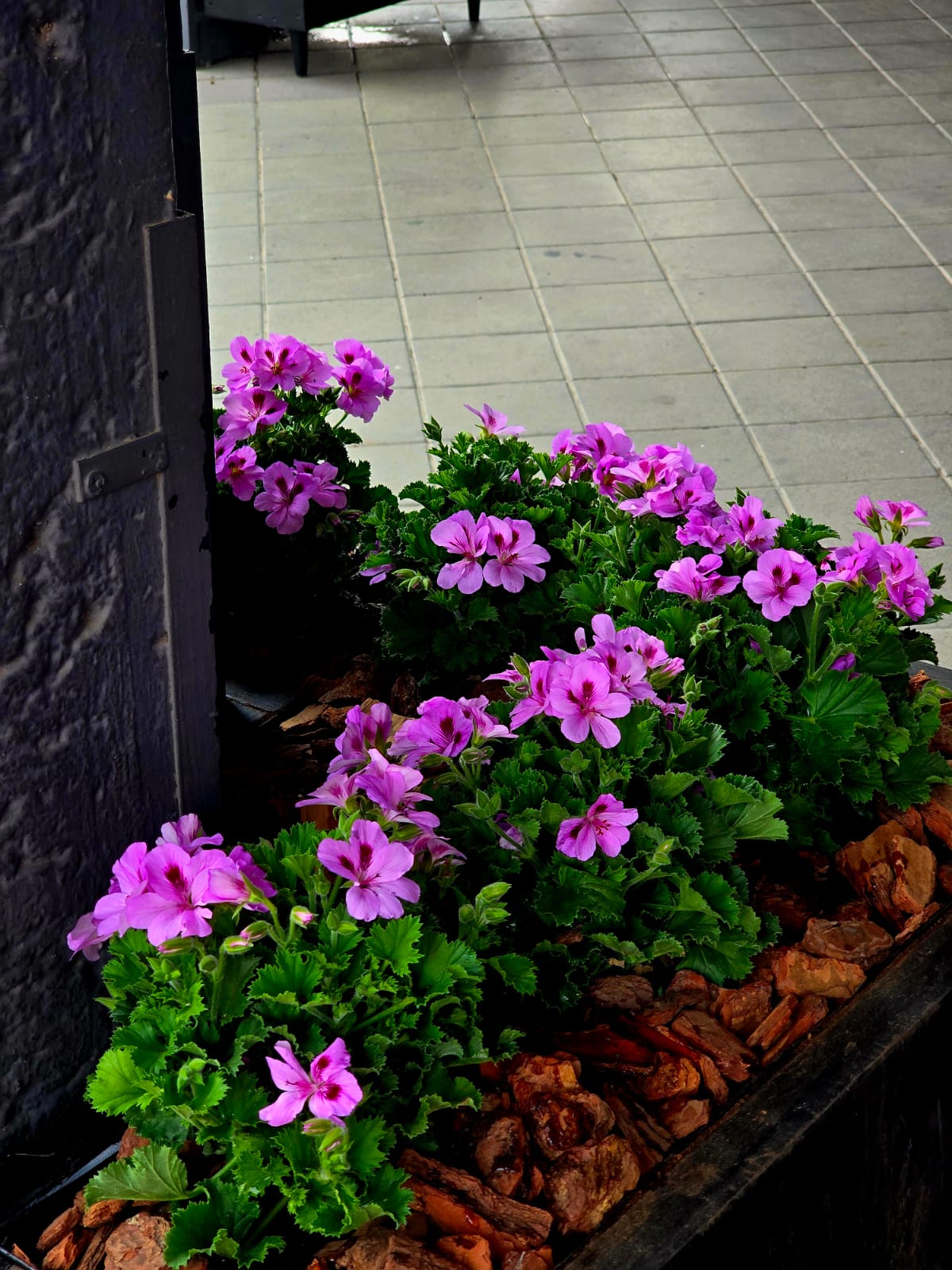 Purple geraniums in rock bed